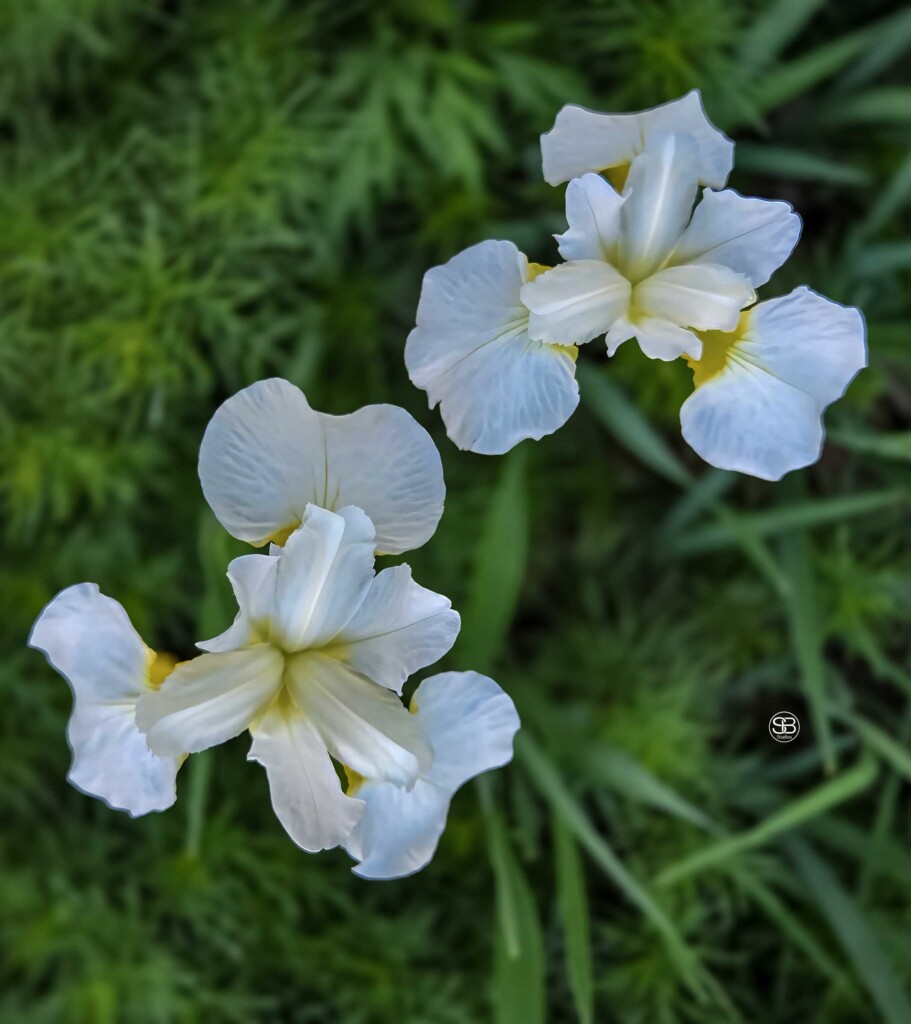 White iris photographed with Nikon D6 on the Delmarva Peninsula