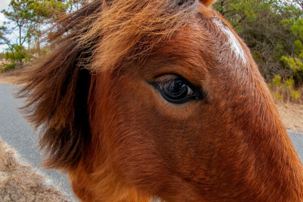 Wild-Pony-at-Assateague-Island-State-Park-MD-Winter-2020