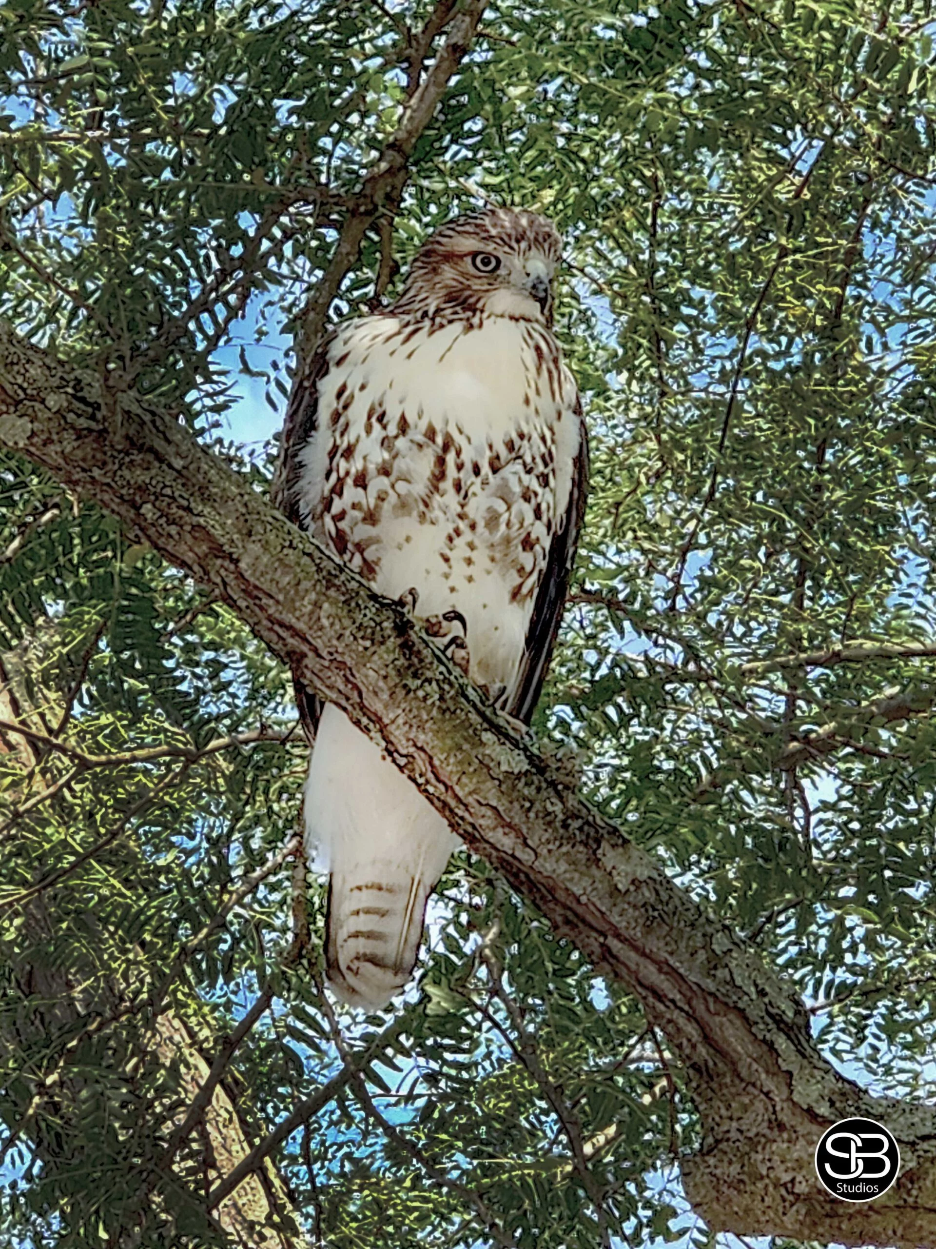 Aristocrat-of-the-Canopy—Realm-of-the-Red-tail-by-SB-Studios-2024