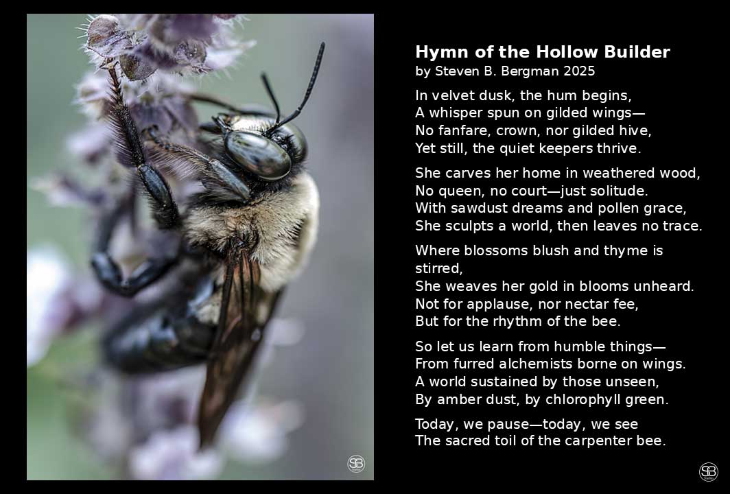 The Alchemist of the Air—World Bee Day Through the Lens of a Carpenter Bee